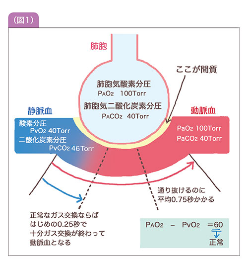 【呼吸生理学1】肺胞での酸素と二酸化炭素の受け渡しのメカニズム 看護に役立つ【ナースプレスbyナース専科】