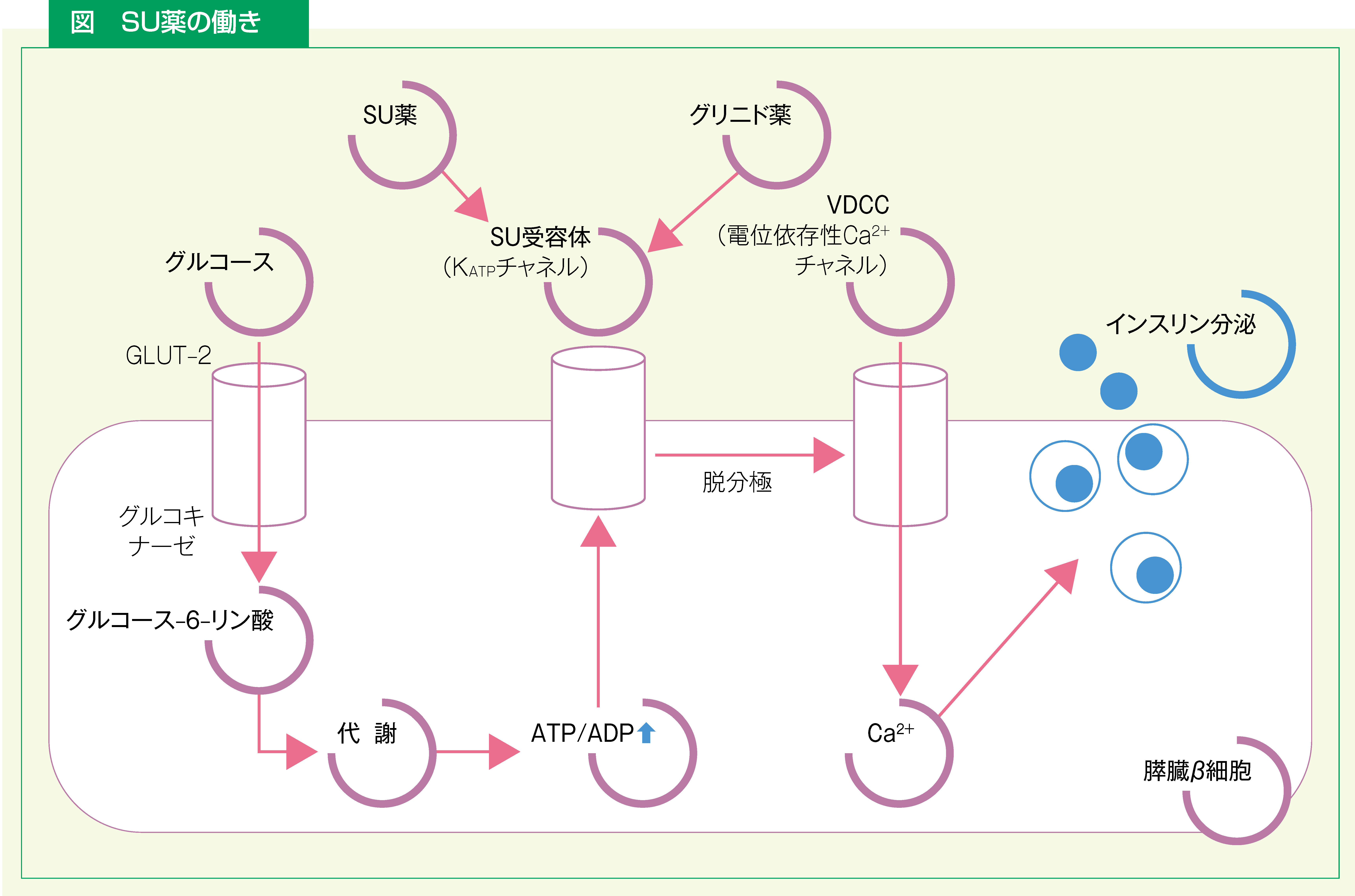 クロルプロパミド LAFEPE リーフレット