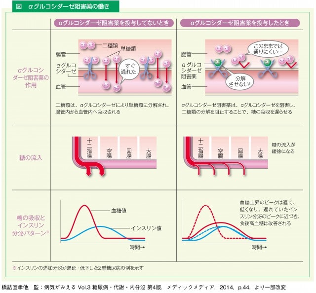 αグルコシダーゼ阻害薬｜経口血糖降下薬 ナース専科
