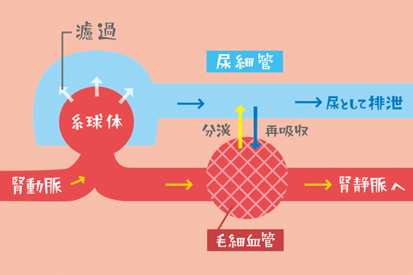 測定された GFR (mGFR) と推定された GFR (eGFR)
