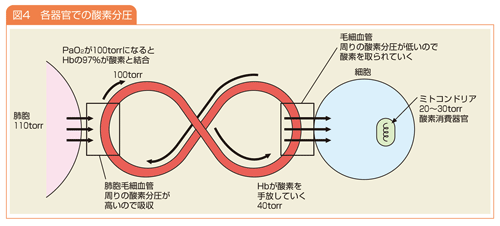 酸素分圧とは 体内に取り込まれる酸素の計算の仕方 ナース専科