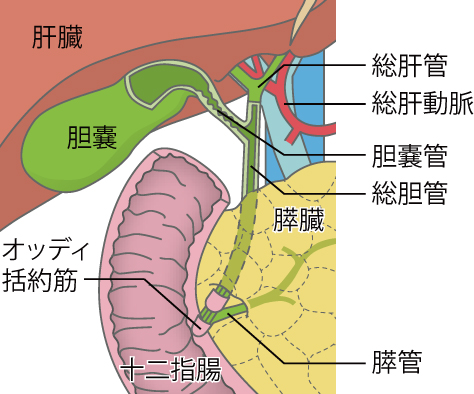 急性胆嚢炎に対する抗生物質